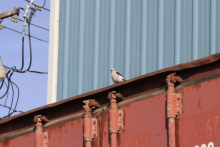 Snow Bunting