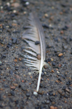 Beach feather