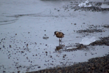 shorebird