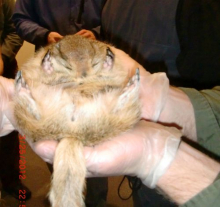 Arctic Ground Squirrel close-up.