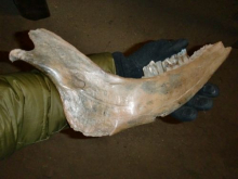 Steppe bison jaw.