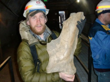 Mammoth scapula.