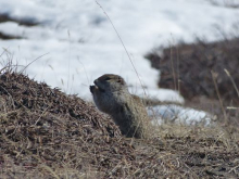 Arctic ground squirrel