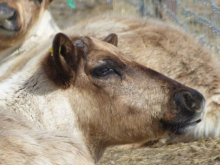 Reindeer