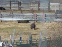 Muskox