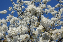 Fruit tree flowers