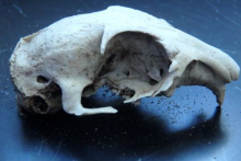 Ground squirrel skull