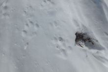 Wolf tracks