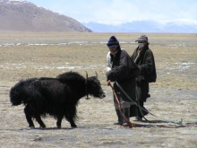 Yaks