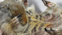 Ground Squirrel Hibernation Close Up