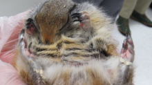 Closeup Ground Squirrel 2