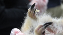 Ground Squirrel Claws