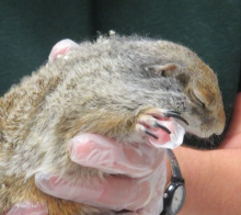 Ground Squirrel Right Side Up