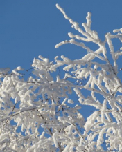 Snow encrusted branches