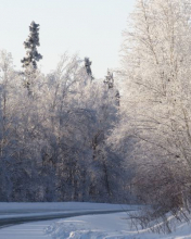 Winter Scene in Alaska