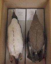 Bird Specimens