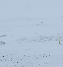 Seals on the ice