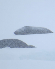 Seal pup