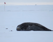 More Seals