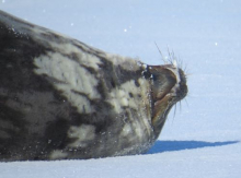 Seal whiskers