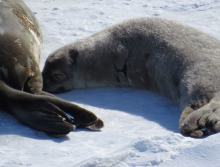 Cute Seal Face