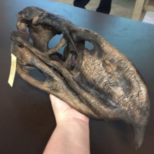 Large Bird-like Skull