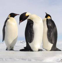 Emperor Penguins