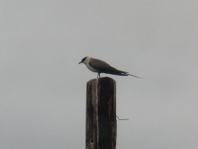 I need Marilyn Cook's help to id this bird!