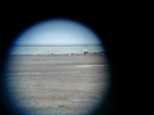 These photos were taken with the camera through binoculars!