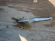 A very large isopod from the mud sample.