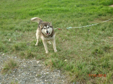 Madrick is a friendly dog!