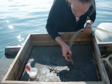 The mud is washed with a bilge pump which pulls up sea water.