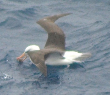 A black-browed albatross eating a fish