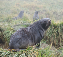 Antarctic fur seal