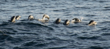 Antarctic fur seals