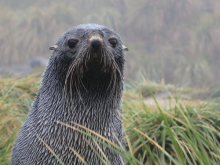 Antarctic fur seal