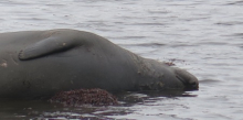 Southern Elephant Seal