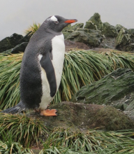 Gentoo penguin