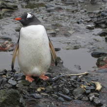 Gentoo Penguin