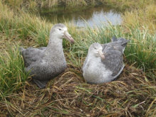 Giant Petrel