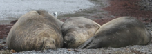 Southern Elephant Seal