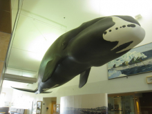 Bowhead Whale