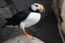 Puffin