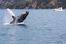 Humpback Whale