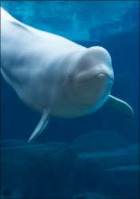 Beluga Whale