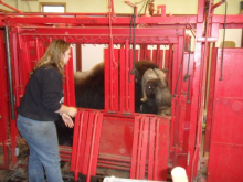 Lindsey combing out qiviut from Bernie the Muskox.