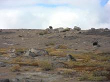 Musk Ox above Lake Ferguson