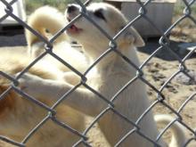 Husky puppy