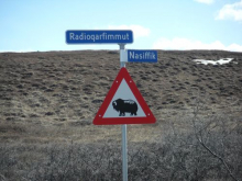 Muskoxen road sign.