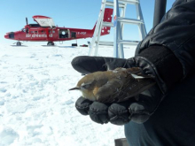 A little bird who lost its way flying across the ice sheet.